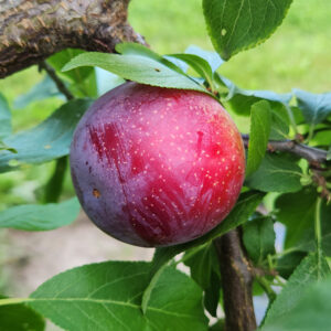 OBILINAJA JAPANESE PLUM - Dwarf (Krymsk 1), First