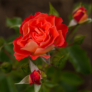 Climbing Rose : EDEN CLIMBER&reg;