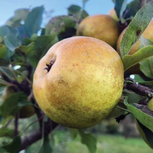 GRAY PEARMAIN APPLE - Semi-Dwarf (G969), 2 year old