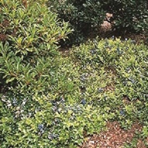 Low Bush Blueberry : RUBY CARPET