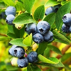 Low Bush Blueberry : BRUNSWICK