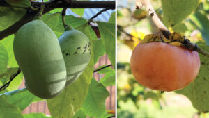Pawpaw and Persimmon Fruit