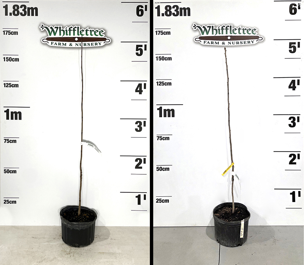 3 Gallon potted Pawpaw and Persimmon plants