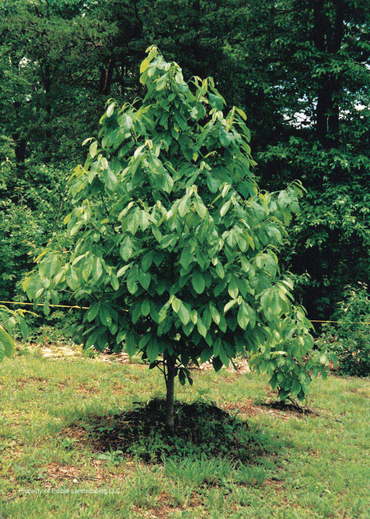 A young Pawpaw tree growing in the ground.