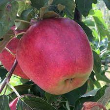 MOLLIES DELICIOUS APPLE