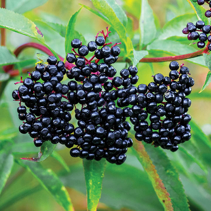 RANCH ELDERBERRY