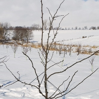 TREEFORM V-SPREADERS&reg;