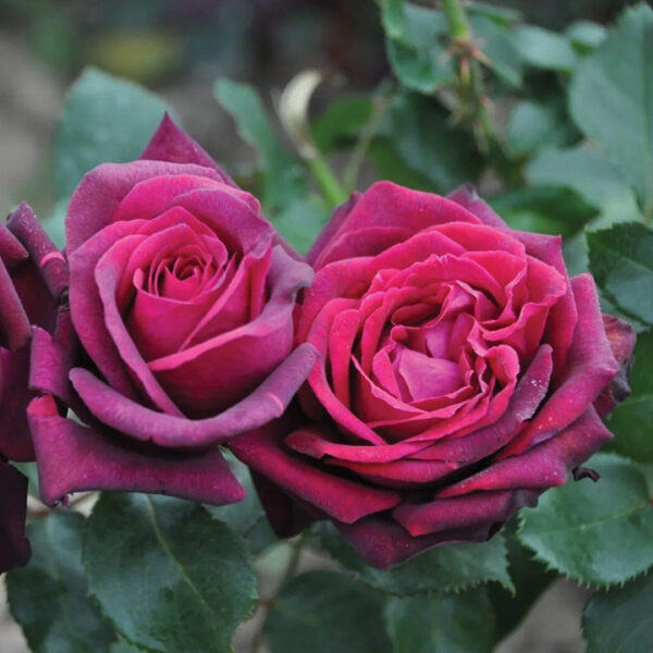 PARFUMA® DARK DESIRE™ SHRUB ROSE - Whiffletree Farm & Nursery