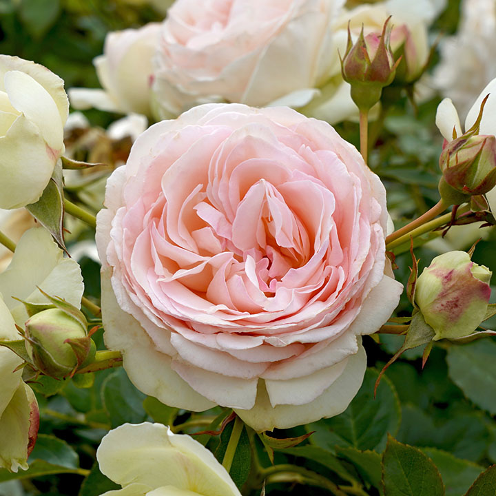 Climbing Rose : EDEN CLIMBER&reg;