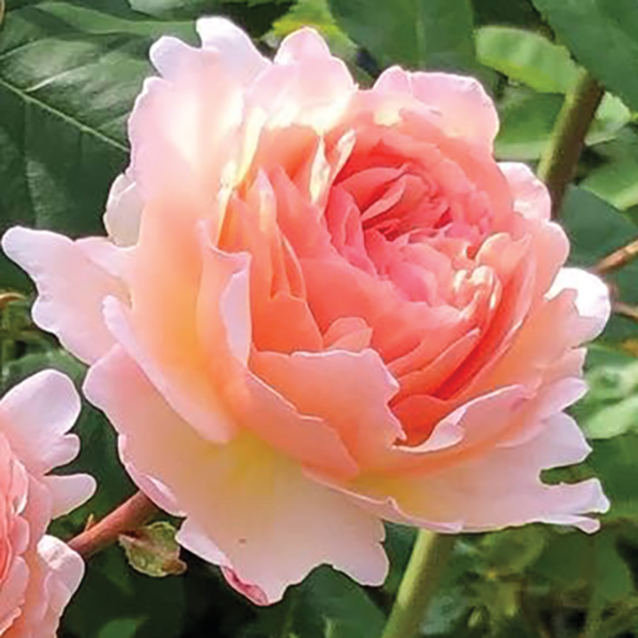 PRINCESSE CHARL&Egrave;NE DE MONACO&reg; SHRUB ROSE