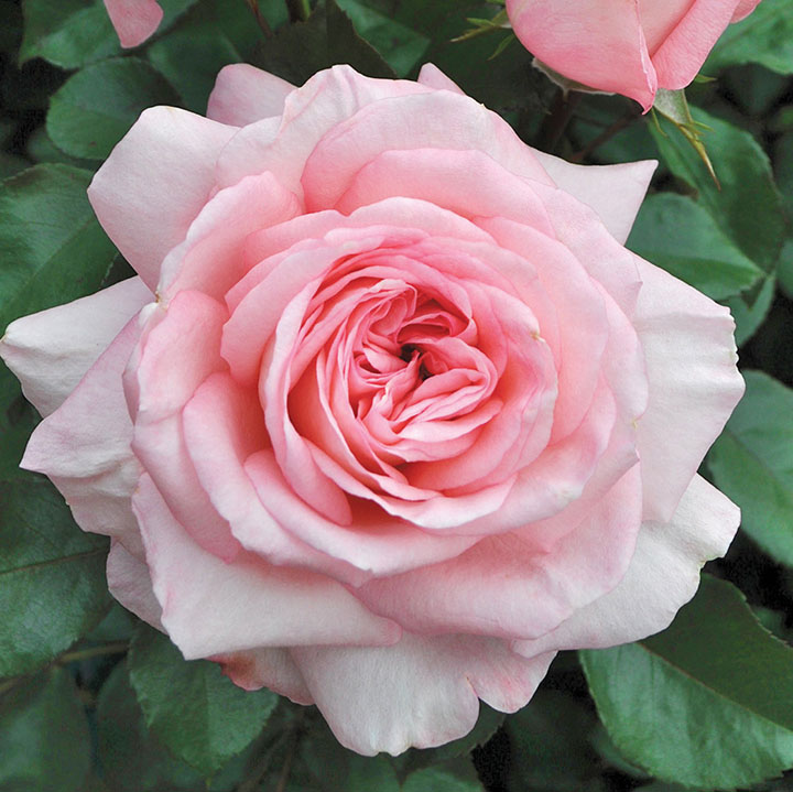 SUNBELT&reg; SAVANNAH&trade; SHRUB ROSE