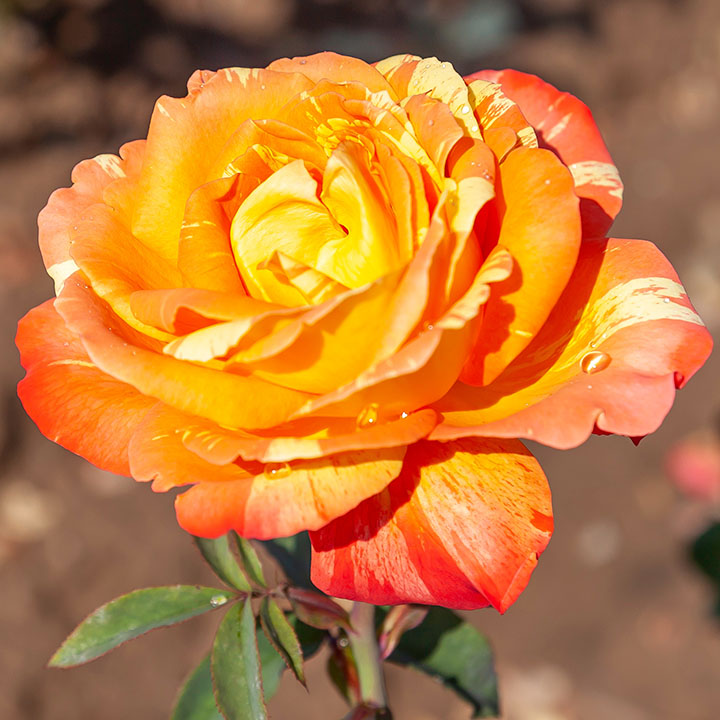 RAINBOW NIAGARA&trade; SHRUB ROSE