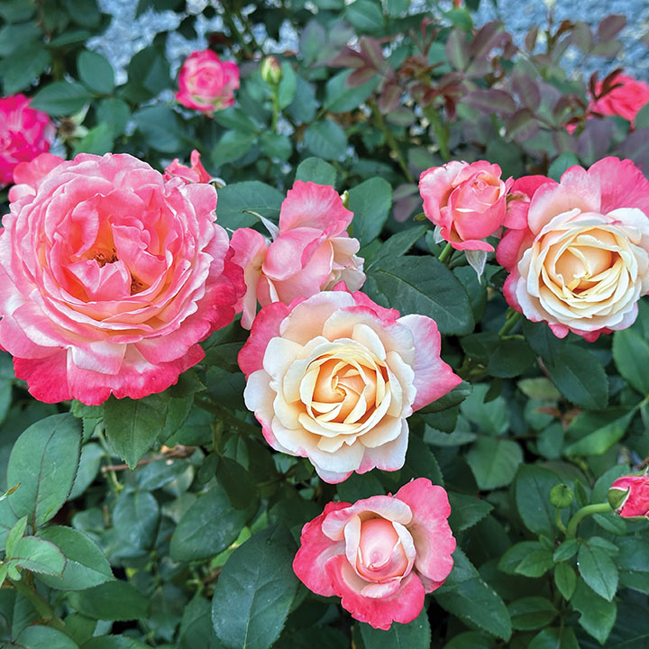 Anne Marie Shrub Rose