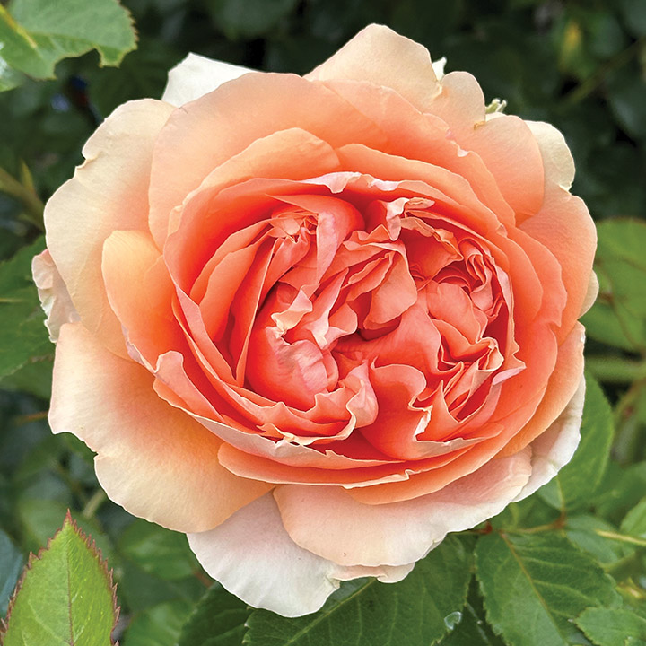DOUBLE AMBRE SHRUB ROSE