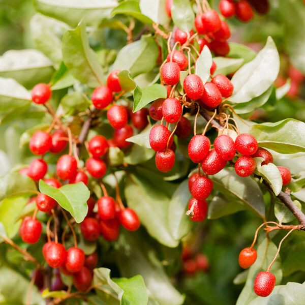 Ruby Goi SUNRISE RUBY GOUMI - Whiffletree Farm & Nursery