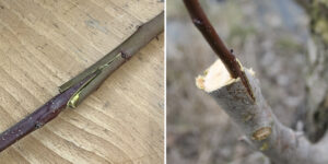 Two different methods of grafting