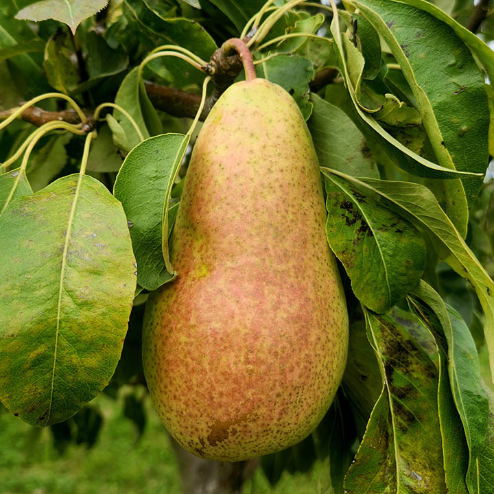 SIERRA EUROPEAN PEAR