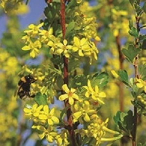 CRANDALL CLOVE CURRANT