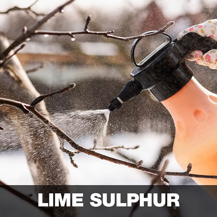 LIME SULPHUR LIQUID CONCENTRATE