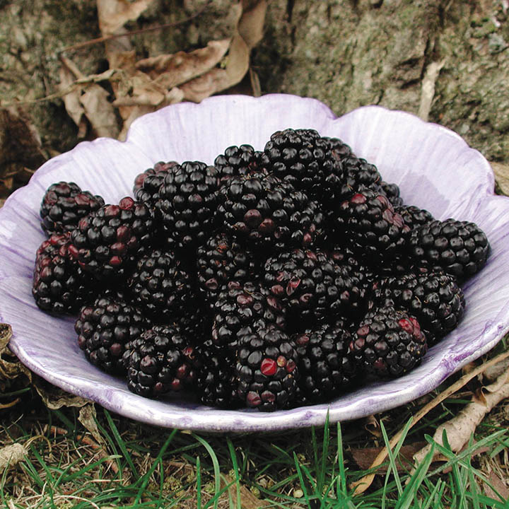 CHESTER BLACKBERRY