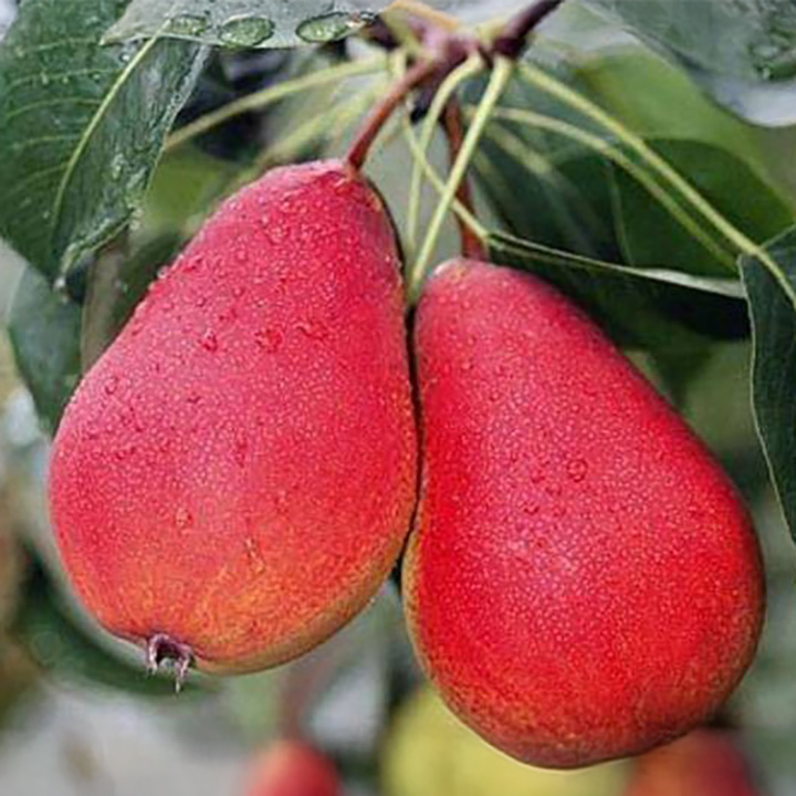 NIKA RUSSIAN PEAR