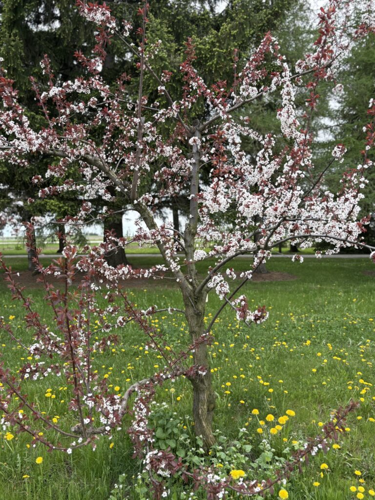 Flowering plum tree