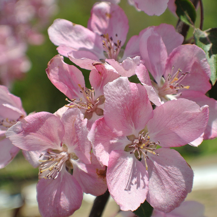 SELKIRK FLOWERING CRABAPPLE