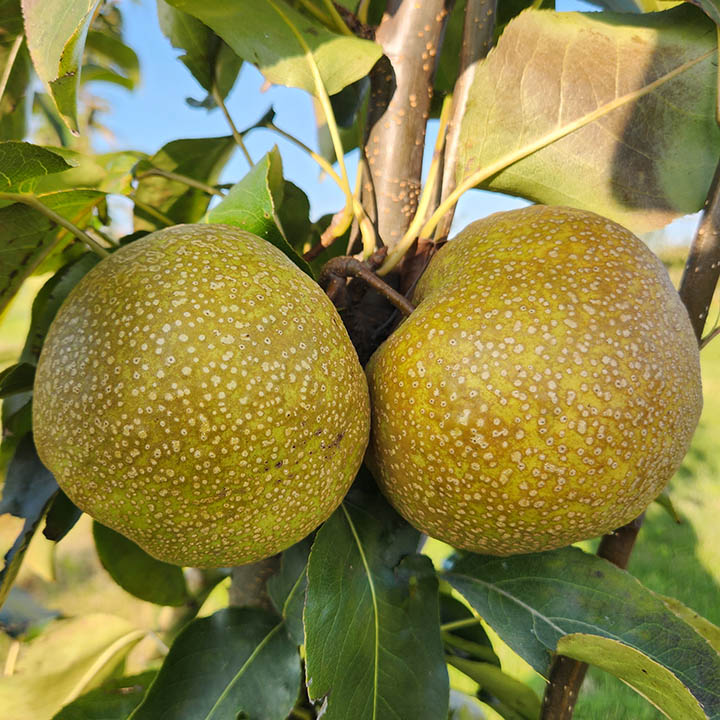 SHIN LI ASIAN PEAR