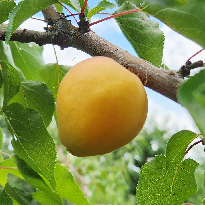 JAMAL APRICOT