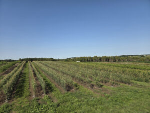 Trees in nursery field