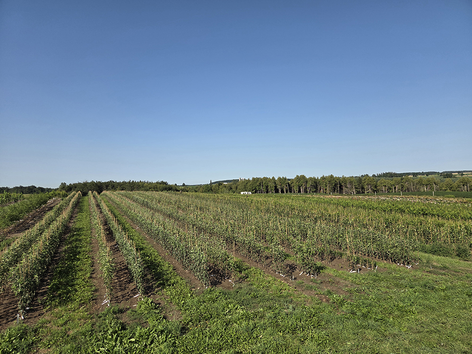 Trees in nursery field